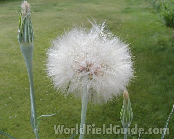 Seed Head - Side<br>(Location of Picture: Okanogan, Washington, USA, 2008)