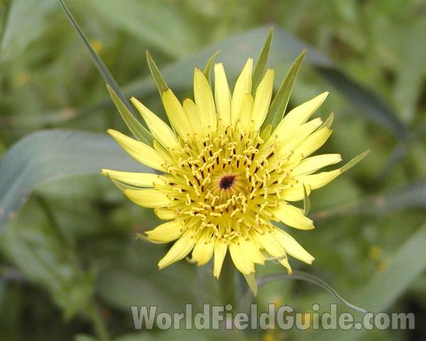 Flower - Front View<br>(Location of Picture: Okanogan, Washington, USA, 2008)