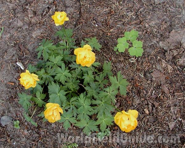 Garden View<br>(Location of Picture: Garden, Okanogan, Wa, USA, 2008)