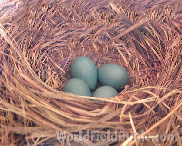 Nest With Eggs<br>(Location of Picture: Okanogan, Washington, USA, 2008)