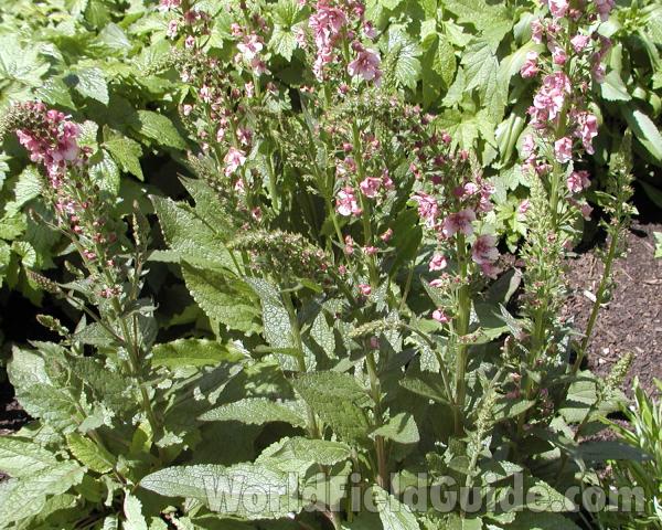 Garden View<br>(Location of Picture: Manito Garden, Washington, USA, '08)