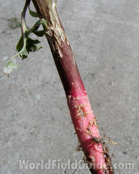 Red Root<br>(Location of Picture: Okanogan, Washington, USA, 2008)