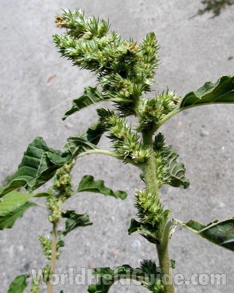 Top Of Plant<br>(Location of Picture: Okanogan, Washington, USA, 2008)