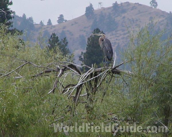 On Branch<br>(Location of Picture: Leader Lake, Washington, USA, 2008)