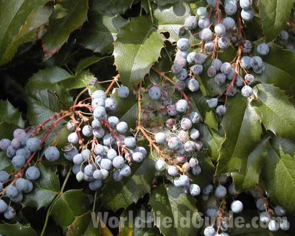 Grapes and Leaves<br>(Location of Picture: Okanogan, Washington, USA, 2008)