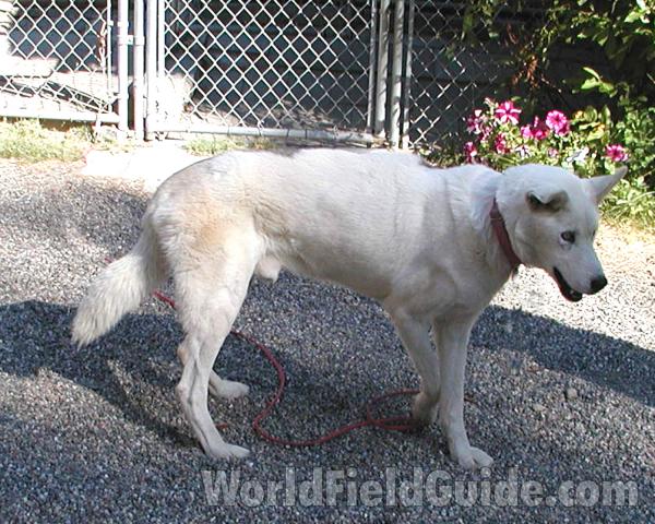 Pet<br>(Location of Picture: Conconully, Washington, USA, 2008)