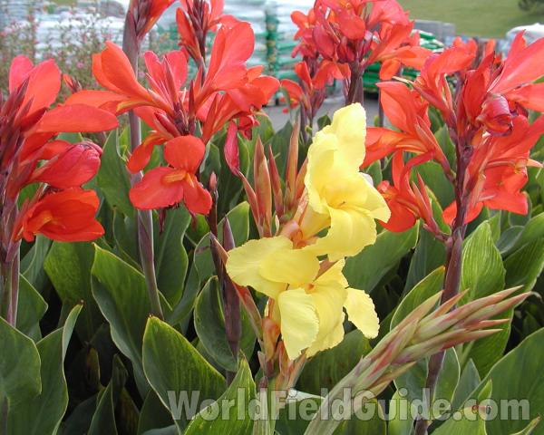 Garden View #2<br>(Location of Picture: Commercially Grown)