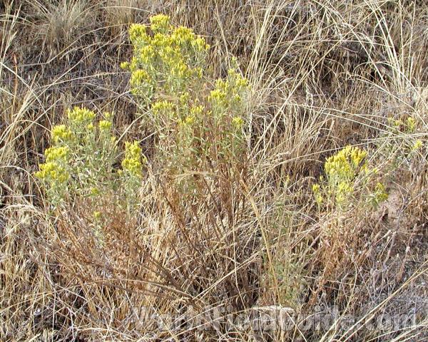 Habitat View<br>(Location of Picture: Okanogan, Washington, USA, 2008)