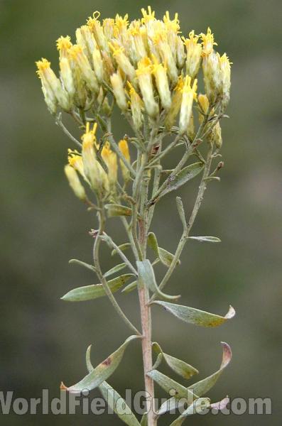 Top Of Plant in  Bloom<br>(Location of Picture: Okanogan, Washington, USA, 2008)