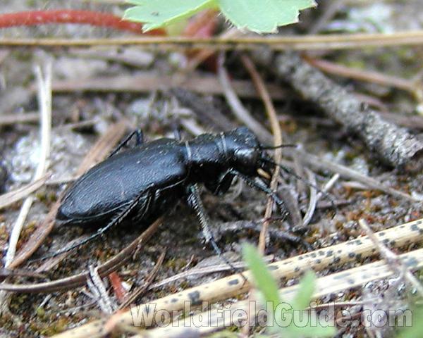 Side View in  Habitat<br>(Location of Picture: Conconully, Washington, USA, 2008)