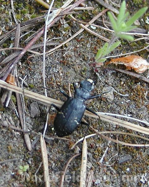 Male - Dorsal in  Habitat<br>(Location of Picture: Conconully, Washington, USA, 2008)