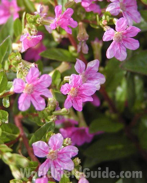 Flowers<br>(Location of Picture: Commercially Grown)