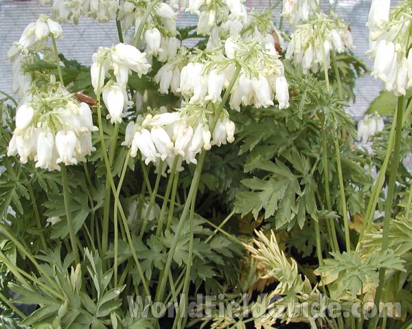 Top Of Plants in  Bloom With White Flowers<br>(Location of Picture: Commercially Grown)