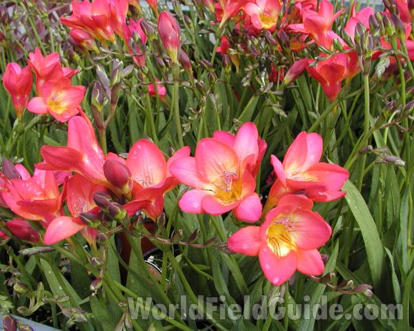 Pink Flowers<br>(Location of Picture: Commercially Grown)