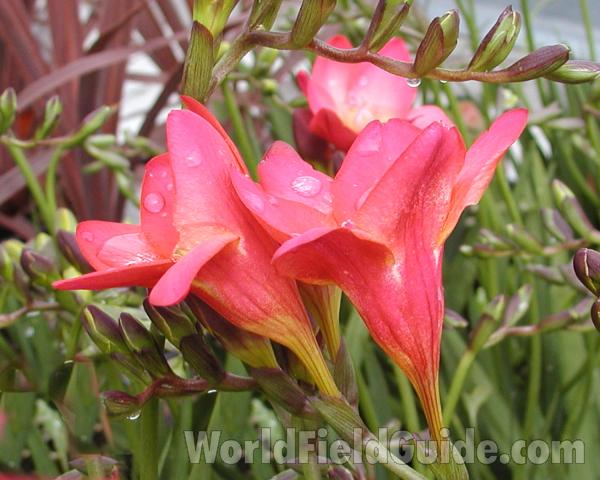 Pink Flowers - Side View<br>(Location of Picture: Commercially Grown)