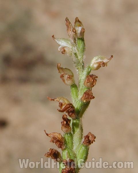 Top Of Plant<br>(Location of Picture: Conconully, Washington, USA, 2008)