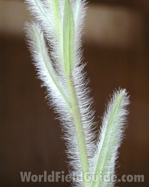 Stem and Leaves<br>(Location of Picture: Okanogan, Washington, USA, 2008)
