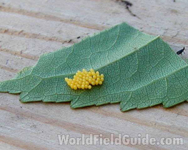 Eggs<br>(Location of Picture: Okanogan, Washington, USA, 2008)