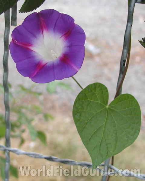 Flower and Leaf<br>(Location of Picture: Okanogan, Washington, USA, 2008)