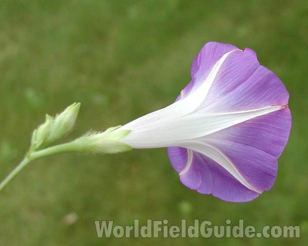 Flower - Side View<br>(Location of Picture: Okanogan, Washington, USA, 2008)