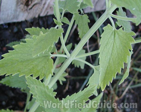 Stem and Leaves<br>(Location of Picture: Okanogan, Wa, USA, 2008)