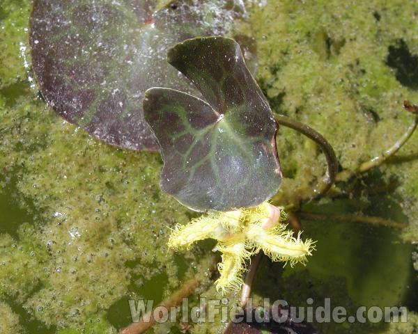 Leaf<br>(Location of Picture: Shady Crrek Nursery, Wa, USA, 2008)
