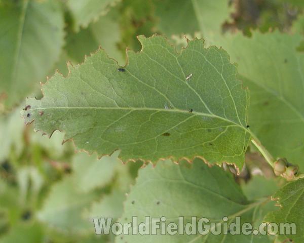 Leaf Damage<br>(Location of Picture: Okanogan, Washington, USA, 2008)