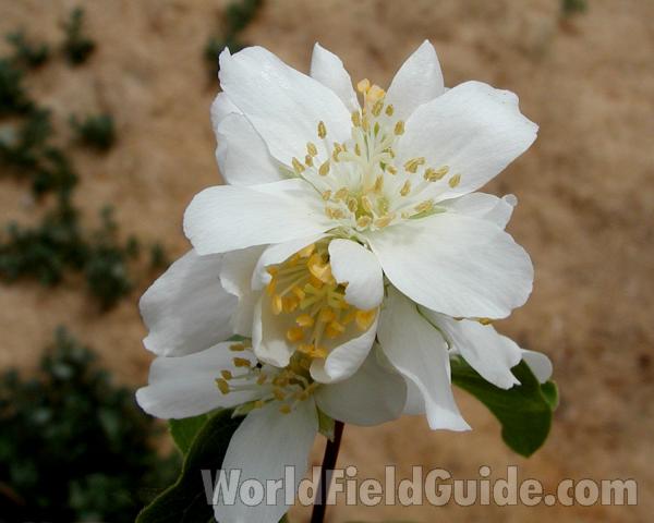 Flower<br>(Location of Picture: Okanogan, Washington, USA, 2008)