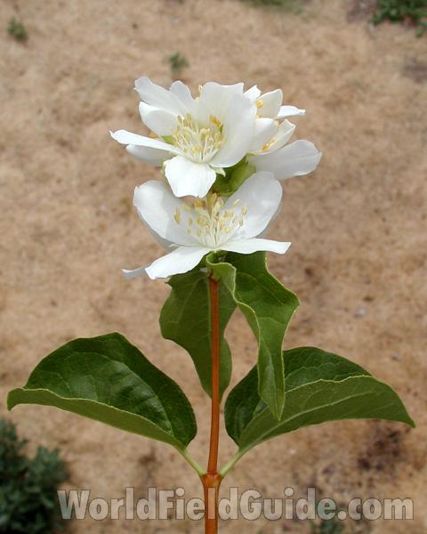 Top Of Plant in  Bloom<br>(Location of Picture: Okanogan, Washington, USA, 2008)