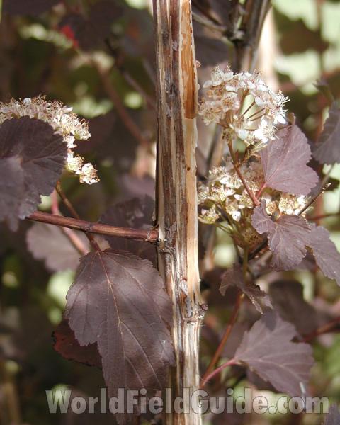 Branch<br>(Location of Picture: Private Garden, Wa, USA, 2008)