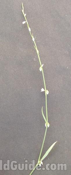 Top Of Plant<br>(Location of Picture: Okanogan, Washington, USA, 2008)