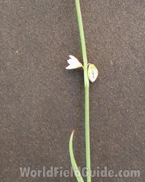 Flower - Side View<br>(Location of Picture: Okanogan, Washington, USA, 2008)