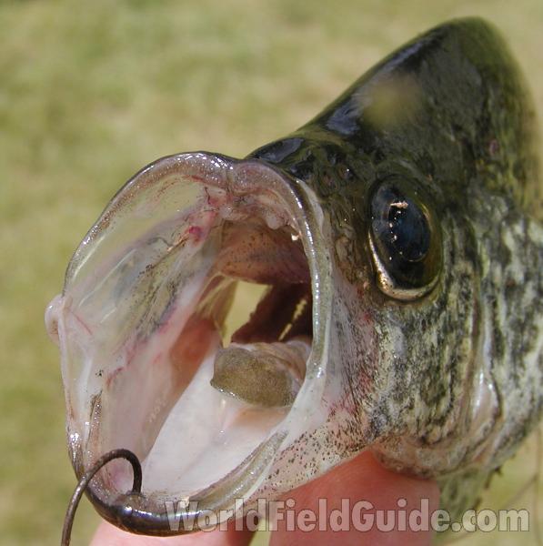 Recent Catch - Open Mouth<br>(Location of Picture: Leader Lake, Washington, USA, 2008)