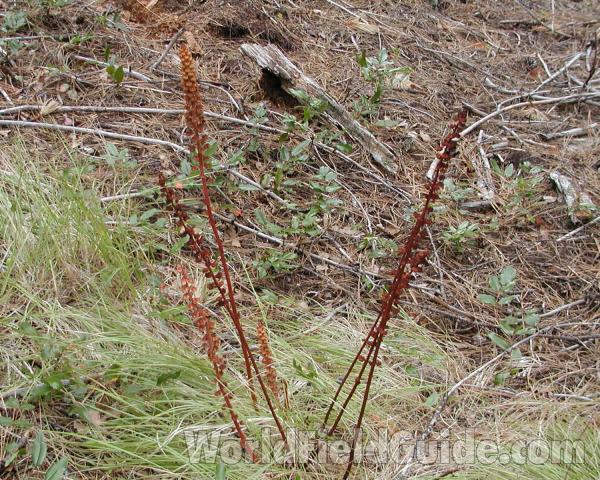 Habitat View<br>(Location of Picture: Conconully, Washington, USA, 2008)