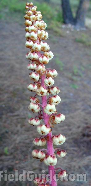 Top Of Plant in  Bloom<br>(Location of Picture: Conconully, Washington, USA, 2008)