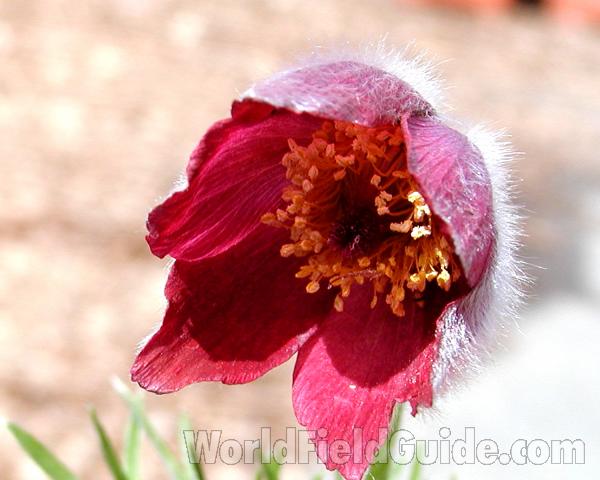 Flower - Pink - Front View<br>(Location of Picture: Commercially Grown)