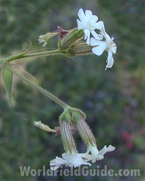 Top Of Plant in  Bloom<br>(Location of Picture: Conconully, Washington, USA, 2008)