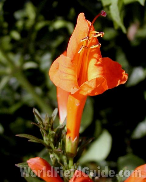 Flower - Side View<br>(Location of Picture: Commercially Grown)