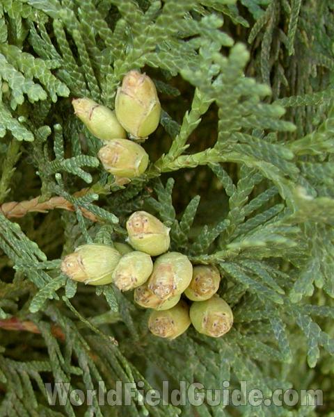 Fruits<br>(Location of Picture: Ornamental, Okanogan, Wa, USA, 2008)