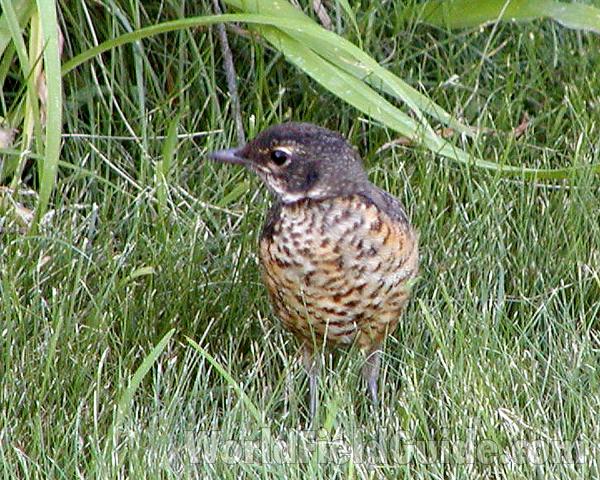 Young On Lawn, Front View<br>(Location of Picture: Okanogan, Washington, USA, 2008)