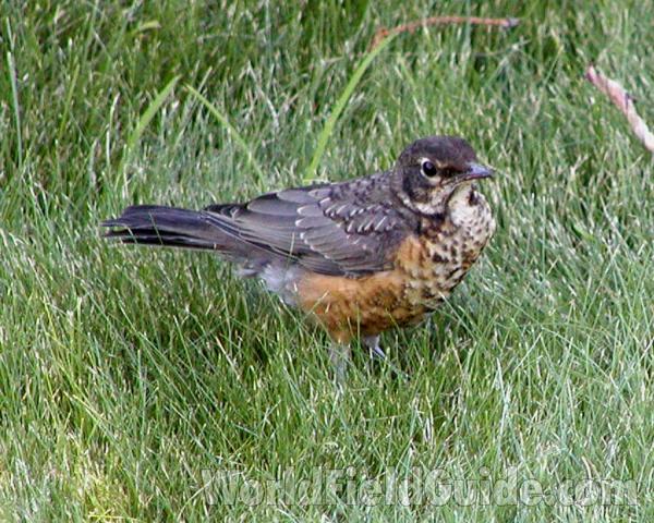 Young On Lawn, Side View<br>(Location of Picture: Okanogan, Washington, USA, 2008)