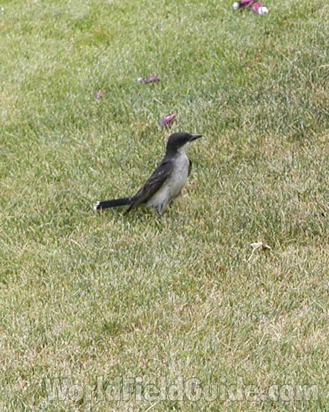 Side View On Lawn<br>(Location of Picture: Okanogan, Washington, USA, 2008)