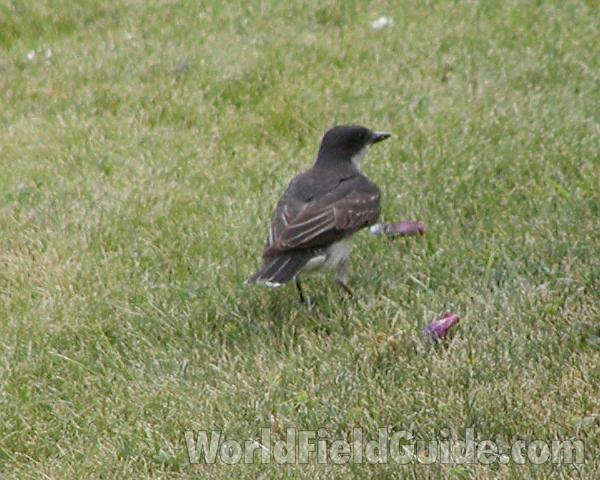 Rear View On Lawn<br>(Location of Picture: Okanogan, Washington, USA, 2008)