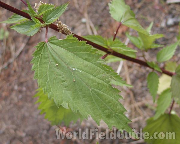 Leaf<br>(Location of Picture: Conconully, Washignton, USA, 2008)