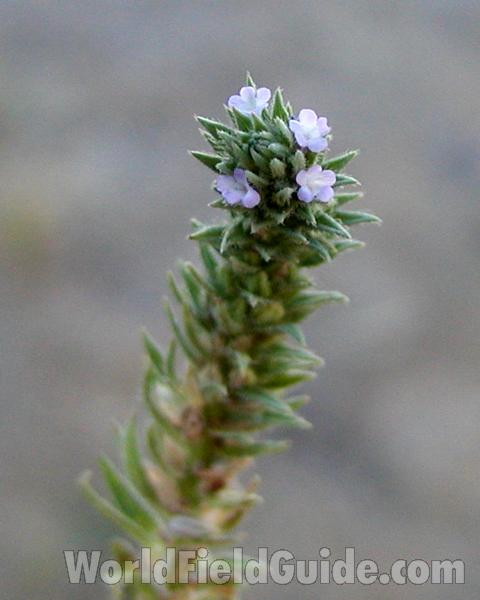 Top Of Plant in  Bloom<br>(Location of Picture: Okanogan, Washington, USA, 2008)