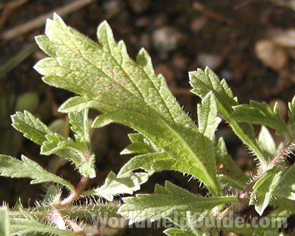 Leaf and Stem<br>(Location of Picture: Okanogan, Washington, USA, 2008)