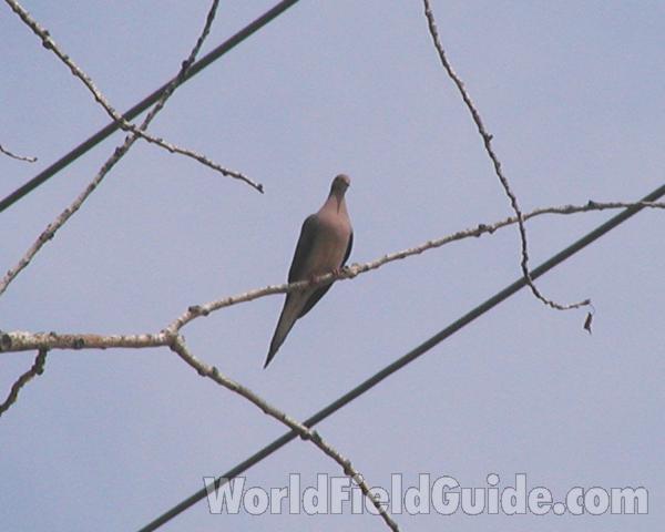 On Branch<br>(Location of Picture: Okanogan, Washington, USA, 2008)
