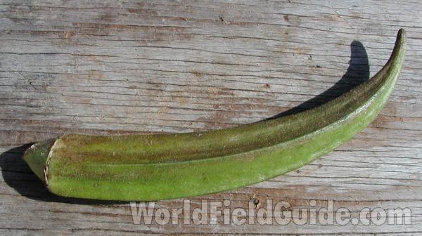 Fruit<br>(Location of Picture: Okanogan, Washington, USA, 2008)
