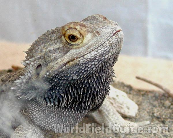 Neck View<br>(Location of Picture: Pet Fair, Okanogan, Wa, USA, 2008)