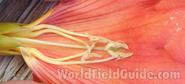 Tecoma Stans - Flower in side<br>(Location of Picture: Garden, Omak Washington, USA, 2008)